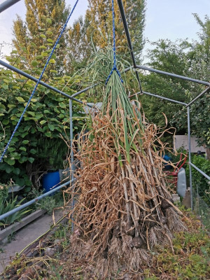 Knoblauch Ernte 4 20250704.jpeg