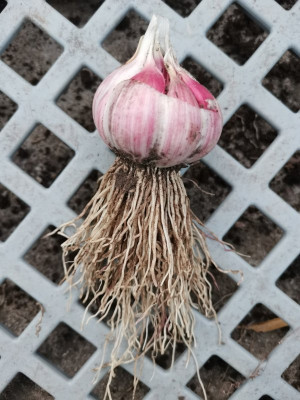 Knoblauch Ernte 5 20250704.jpeg