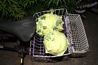 Kohlrabi Gigant1.JPG