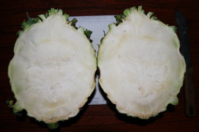 Kohlrabi Gigant2.JPG