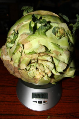 Kohlrabi Gigant3.JPG