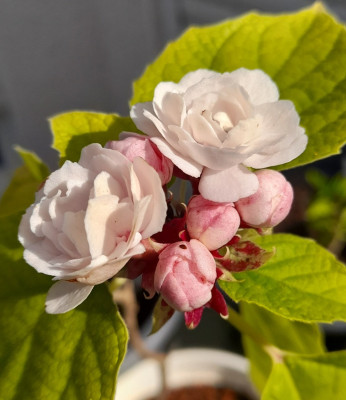 Clerodendrum philippinum Chinesische Ruhmesblume