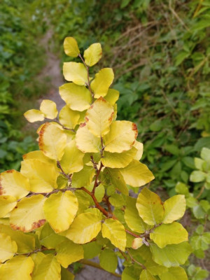 fagus1.jpg