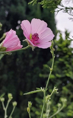 Althaea cannabunus