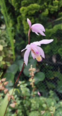 Bletilla