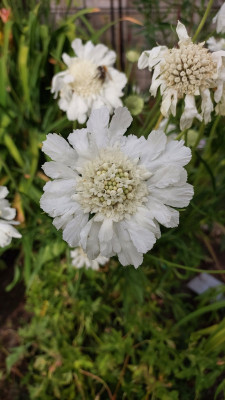 Scabiosa