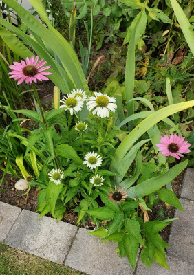 Echinacea