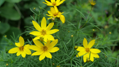 Coriopsis verticillata