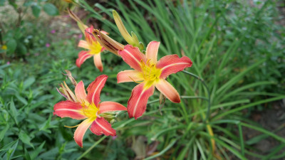 Hemerocallis