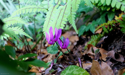 Cyclamen purpurascens