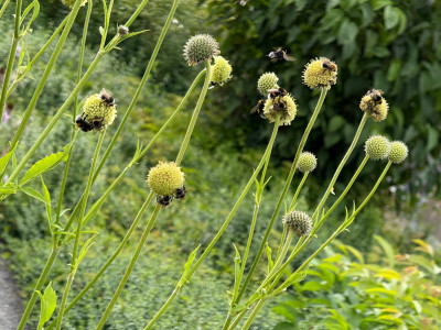 IMG_4744.jpeg (879.99 KiB) 422 mal betrachtet Cephalaria alpina