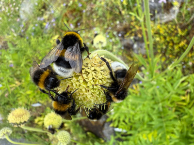 IMG_4717.jpeg (718.54 KiB) 422 mal betrachtet Cephalaria alpina