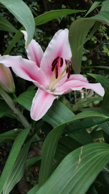 Baumlilienblüte