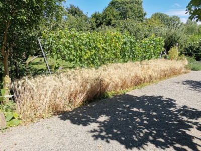 Durum Ernte 1 20250705.jpeg