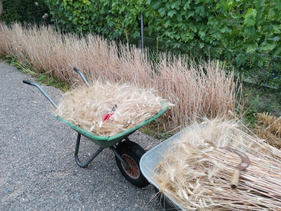 Durum Ernte 2 20250705.jpeg