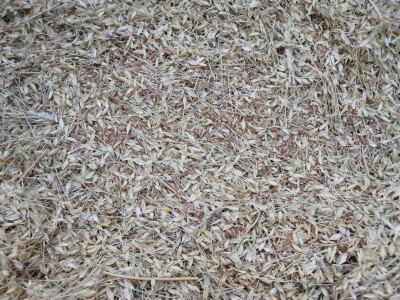 Durum Ernte 4 20250705.jpeg
