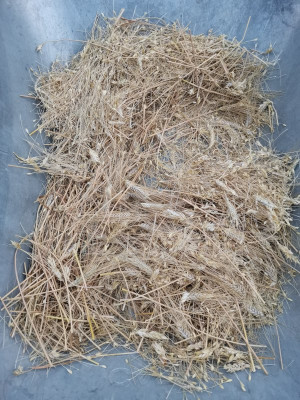 Durum Ernte 5 20250705.jpeg