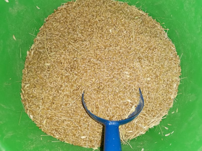 Durum Ernte 6 20250705.jpeg