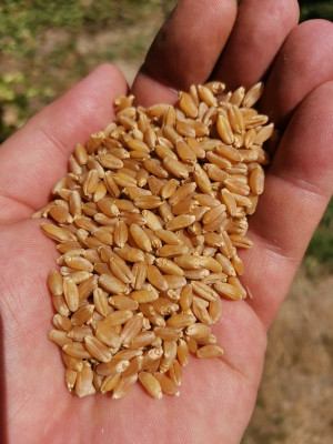 Durum Ernte 9 20250705.jpeg