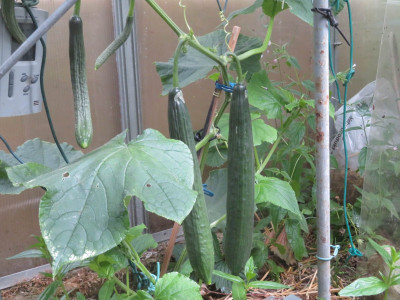 5b.JPG