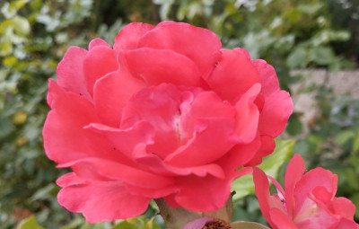 FrontRose2.jpg