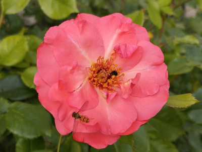 FrontRose1.jpg