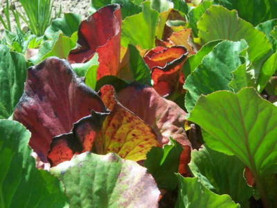 Bergenia-Sunshine_web.jpg