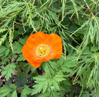 IMG_7257.jpeg
