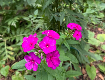 IMG_7254.jpeg