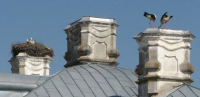 11.07.08_5622_ruhental_storche_schornstein.JPG