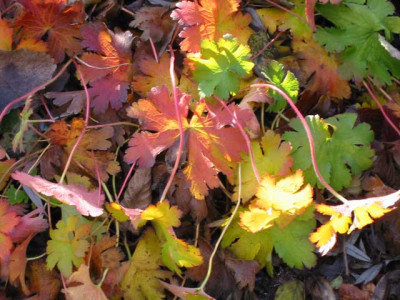 Geranium_macrorrhizum_web.jpg