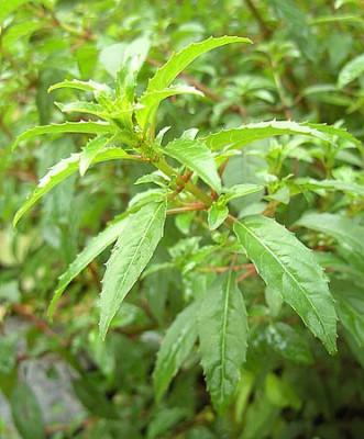 Fuchsia_magellanica_original_2_fars_2008.jpg