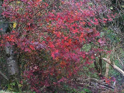 Rosa_inermis_herbst2.jpg