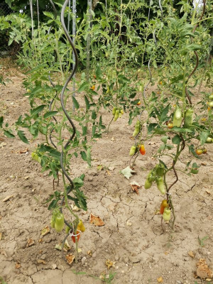 San Marzano 20250706.jpeg