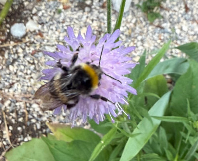IMG_7271.jpeg