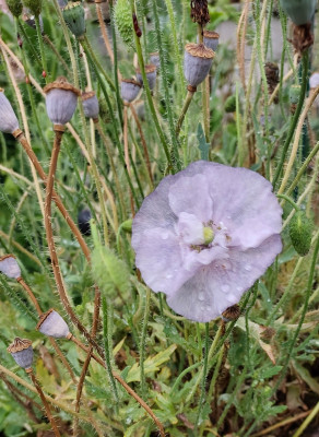 Blasse Amazing grey
