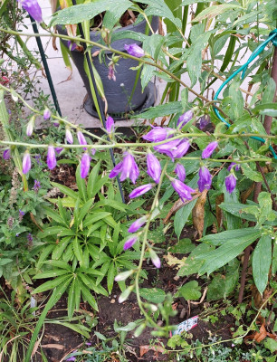 Campanula rapuculoides