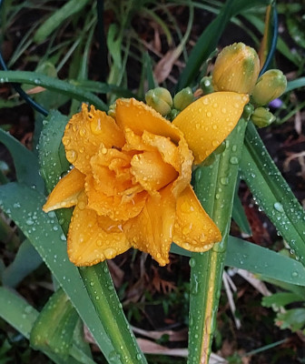 Hemerocallis Stella d'Oro
