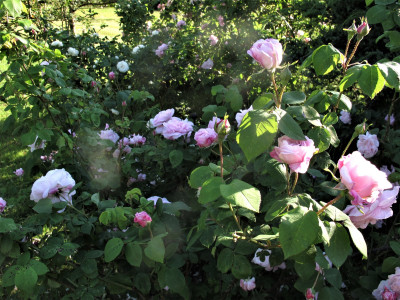 fantinlatour.JPG