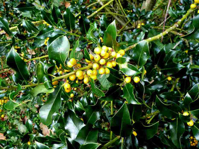 75_Ilex-Bacciflava-08.jpg