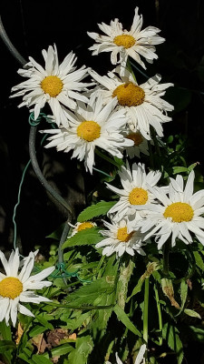 Grossblumige Leucanthemum