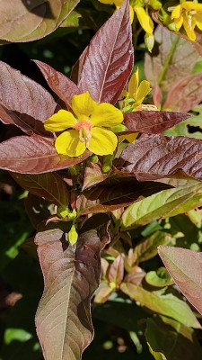 Lysimachia