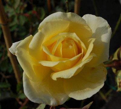 Feu_Pernet_Ducher_0010__1356.jpg