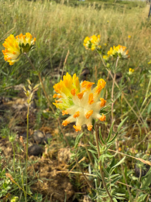 Anthyllis vulneraria