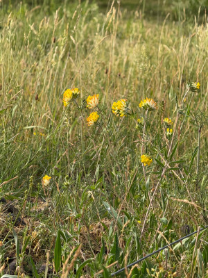 Anthyllis vulneraria
