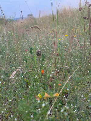 Linum catharticum (Die weißen Pünktchen)
