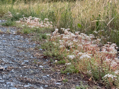 Sedum Album