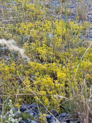 Sedum Acre