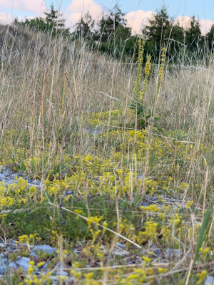 Verbascum