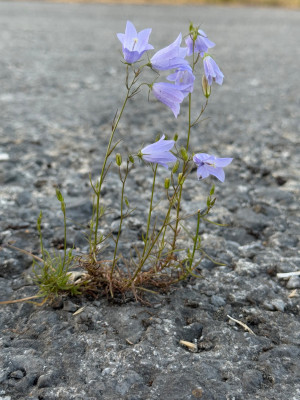 campanula rotundifolia